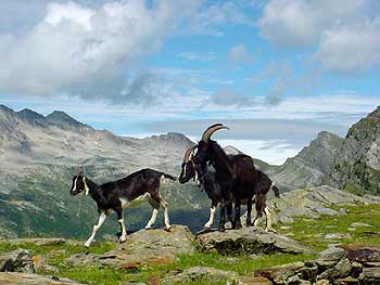 Valle Malvaglia, in Piota